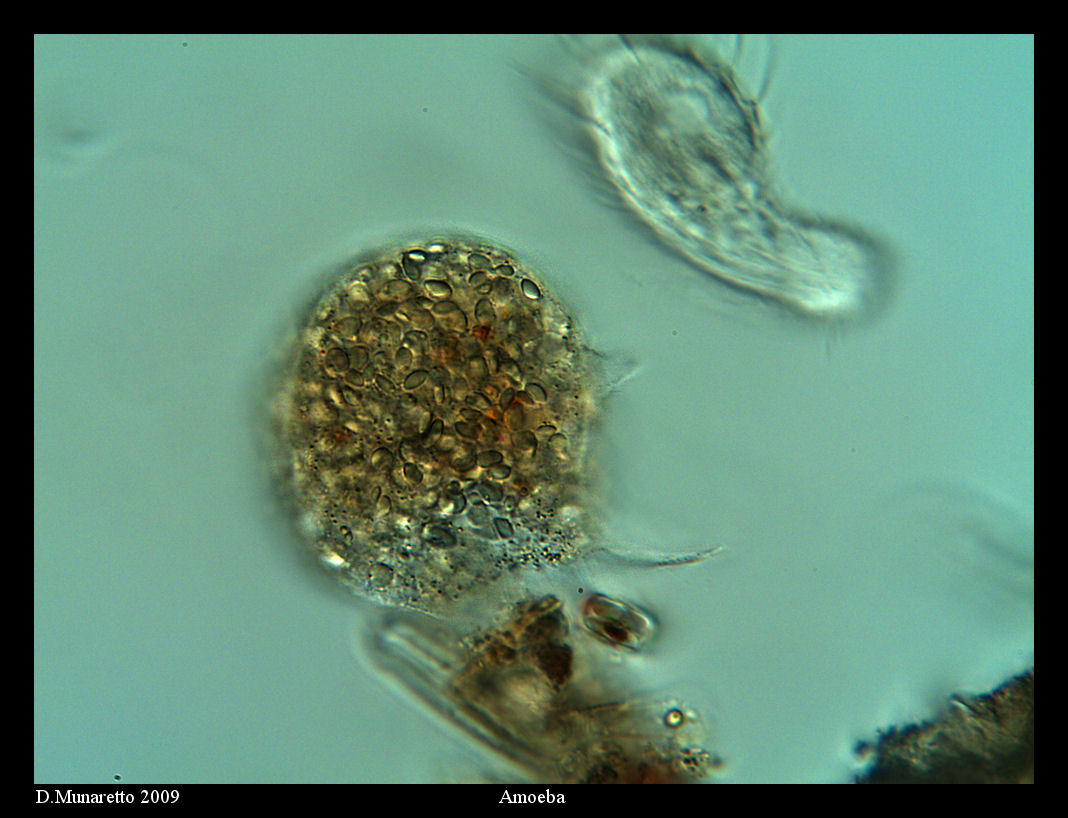 Amoeba